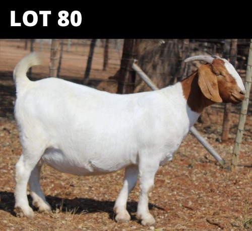 1 X BOER GOAT DOE Fourie Boerbokstoet
