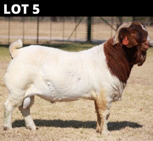 1 X BOER GOAT BUCK Bosland Boerdery
