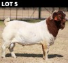 1 X BOER GOAT BUCK Bosland Boerdery