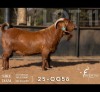 1 X KALAHARI RED STUD BUCK Redstag Ranch