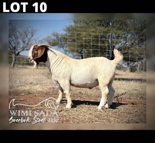 1 X BOER GOAT BUCK Wimi Sada Boerbokstoet