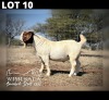1 X BOER GOAT BUCK Wimi Sada Boerbokstoet