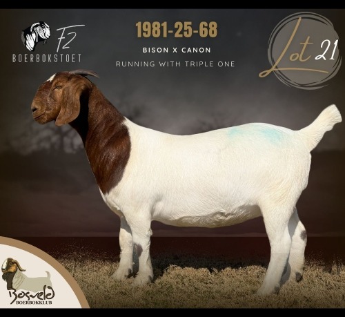 1 X BOER GOAT DOE F2 Boerbokstoet