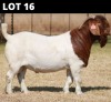 1 X BOER GOAT BUCK Bosland Boerdery