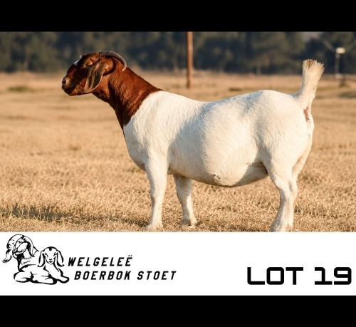 1 X BOER GOAT DOE Welgelee Boer Goat Stud