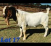 1 X BOER GOAT BUCK Schoonheid Boerbok Stoet