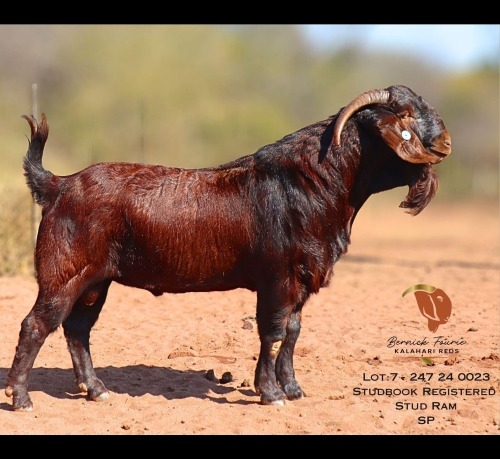 1 X KALAHARI RED BUCK Bernick Fourie Kalahari Reds