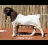1 X BOER GOAT BUCK Passano Boerdery