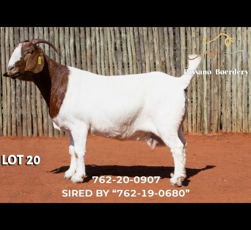 1 X BOER GOAT DOE Passano Boerdery