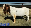 1 X BOER GOAT BUCK Schoonheid Boerbok Stoet