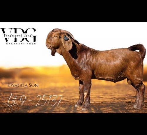 1 X KALAHARI RED BUCK Vandergoat Stud