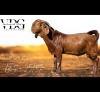 1 X KALAHARI RED BUCK Vandergoat Stud