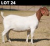 1 X BOER GOAT DOE Bosland Boerdery