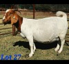 1 X BOER GOAT DOE Schoonheid Boerbok Stoet