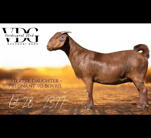 1 X KALAHARI RED DOE Vandergoat Stud