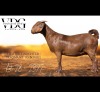 1 X KALAHARI RED DOE Vandergoat Stud