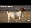 1 X BOER GOAT DOE Brent-Meek Boer Goat Stud