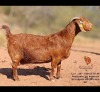 1 X KALAHARI RED DOE Bernick Fourie Kalahari Reds