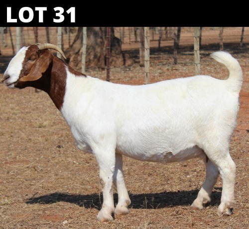 1 X BOER GOAT DOE Fourie Boerbokstoet