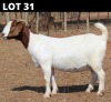 1 X BOER GOAT DOE Fourie Boerbokstoet