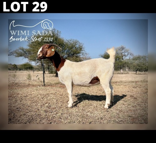 1 X BOER GOAT DOE Wimi Sada Boerbokstoet