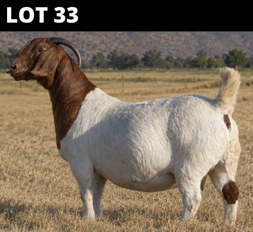 1 X BOER GOAT DOE Welgelee Boer Goat Stud