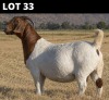1 X BOER GOAT DOE Welgelee Boer Goat Stud