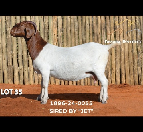 1 X BOER GOAT DOE Passano Boerdery
