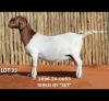 1 X BOER GOAT DOE Passano Boerdery