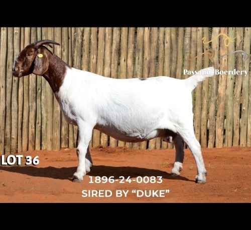 1 X BOER GOAT DOE Passano Boerdery