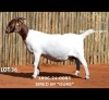 1 X BOER GOAT DOE Passano Boerdery