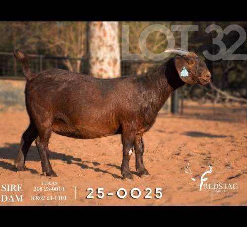 1 X KALAHARI RED DOE Redstag Ranch