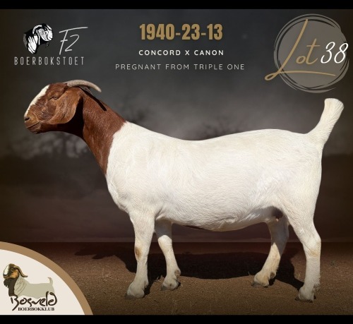 1 X BOER GOAT DOE F2 Boerbokstoet