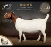1 X BOER GOAT DOE F2 Boerbokstoet