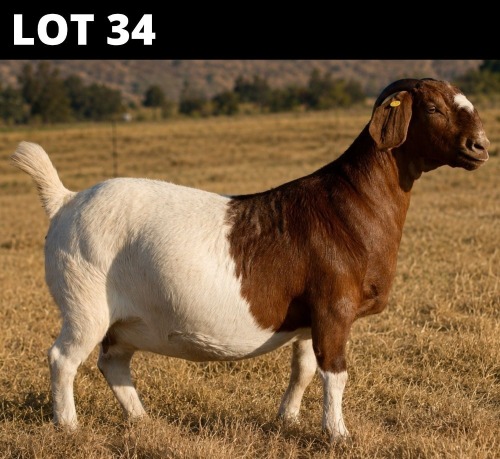1 X BOER GOAT DOE Welgelee Boer Goat Stud