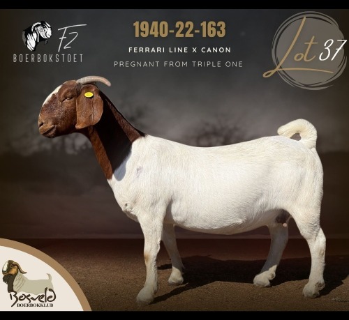 1 X BOER GOAT DOE F2 Boerbokstoet