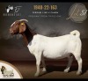 1 X BOER GOAT DOE F2 Boerbokstoet