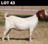 1 X BOER GOAT DOE Bosland Boerdery