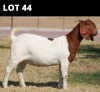 1 X BOER GOAT DOE Bosland Boerdery