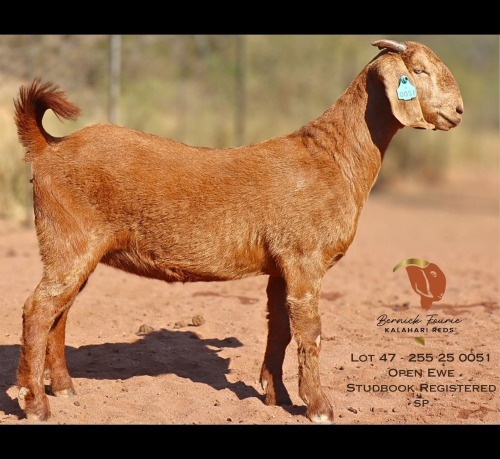 1 X KALAHARI RED DOE Bernick Fourie Kalahari Reds