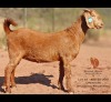 1 X KALAHARI RED DOE Bernick Fourie Kalahari Reds