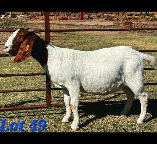 1 X BOER GOAT DOE Schoonheid Boerbok Stoet