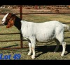 1 X BOER GOAT DOE Schoonheid Boerbok Stoet