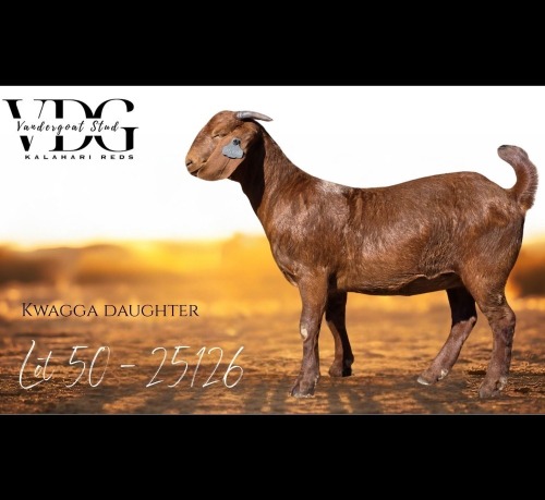 1 X KALAHARI RED DOE Vandergoat Stud