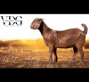 1 X KALAHARI RED DOE Vandergoat Stud