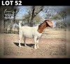 1 X BOER GOAT DOE Wimi Sada Boerbokstoet