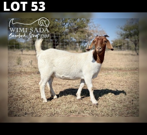 1 X BOER GOAT DOE Wimi Sada Boerbokstoet