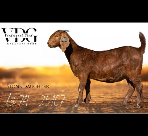 1 X KALAHARI RED DOE Vandergoat Stud