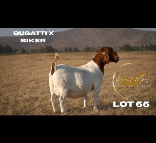 1 X BOER GOAT DOE Brent-Meek Boer Goat Stud