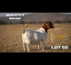 1 X BOER GOAT DOE Brent-Meek Boer Goat Stud